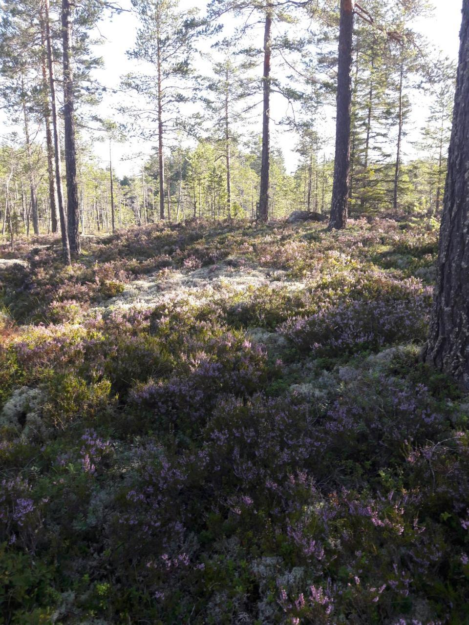 Hyttingsfabodstugor Borlänge Extérieur photo